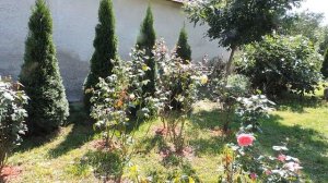 Венгрия. Венгерская дача. Уголок сада с колодцем