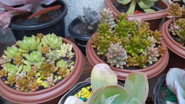 Suculentas:/Como estão Suportando o Inverno,+Dicas de cuidados... смотреть онлайн