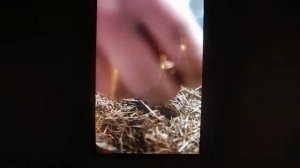 Как добывали огонь первобытные люди - Музей палеонтологии в г.Ницца (Франция, 22.09.2019г.)