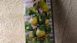 Карликовая груша. Сорт груши для домашнего выращивания