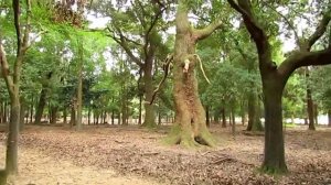 The road to Kasuga taisha. Nara.