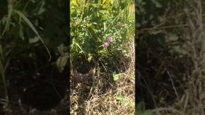 Гнездо ПЕРЕПЕЛКИ!