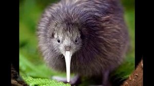 Видео про смешную птичку киви