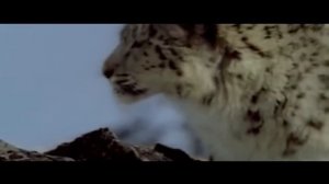 СНЕЖНЫЙ БАРС. КАК ВЫГЛЯДИТ СНЕЖНЫЙ БАРС?