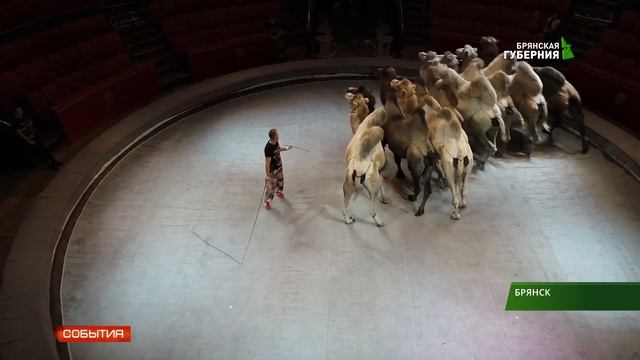 В Брянский цирк с гастролями приехало шоу Гии Эрадзе "Гиппопотамус" смотреть онлайн