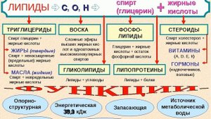 Липиды - Жиры. Строение, классификация и функции липидов. Фосфолипиды, воска, липопротеиды.