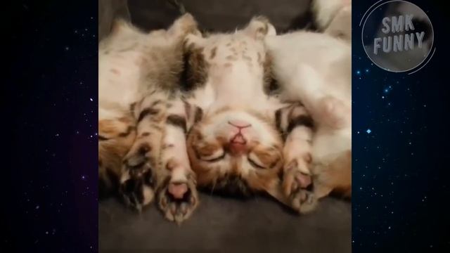 НЕВЕРОЯТНАЯ ЛЮБОВЬ КОШЕК И СОБАК, САМОЕ МИЛОЕ ВИДЕО! Приколы с животными смотреть онлайн