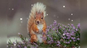 ВОЛШЕБНАЯ БЕЛОЧКА Музыкальное слайд-шоу для сладких снов ?1час