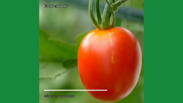 Помидоры Де Барао смотреть онлайн