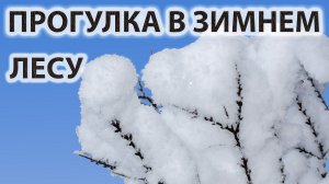 Зимний лес под адажио из балета Чайковского "Щелкунчик"