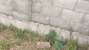 Как поймать ящериц мы поймали две ящерицы