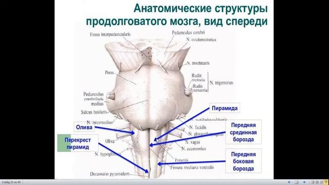 Обзор строения центральной нервной системы.