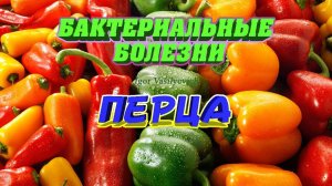 Болезни перца. Способы лечения. Меры борьбы от болезни. Сорта и гибриды. Признаки появления болезни.