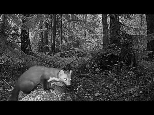 Куница. Фотоловушка (7)