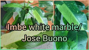 Обделённый вниманием неприхотливый #Филодендрон Imbe white marble/Jose Buono? #цветы #растения