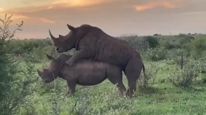 Rhino mating