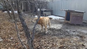 Казахский волкодав(тобет)