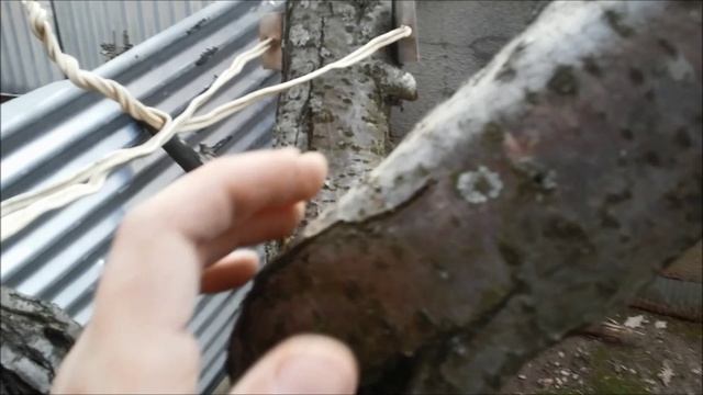 Как спасти плодовое дерево, если треснул ствол смотреть онлайн