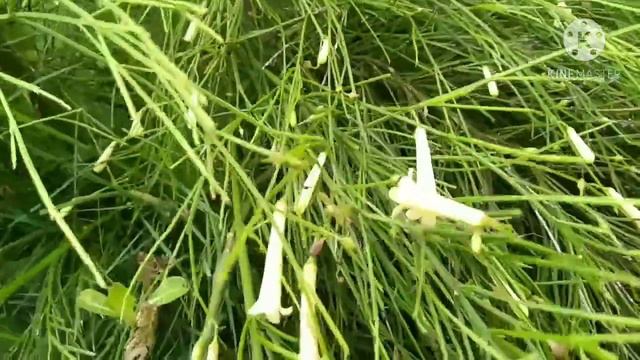 Giant Anthurium HOOKERI, First Time To See At The Resort And Other RARE PLANTS I Philippines смотреть онлайн