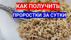 ПОЛУЧИЛА РОСТКИ В БАНКЕ ВСЕГО ЗА СУТКИ -  ПРОСТАЯ СХЕМА ВЫРАСТИТЬ МИКРОЗЕЛЕНЬ ДОМА