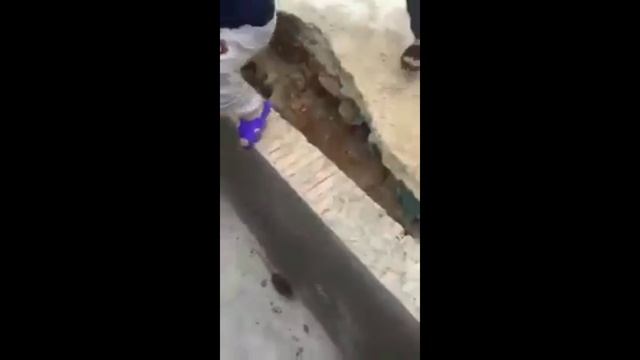 Rat attacks:Top 5 rat attacks  Rat attack animals and humans  Crazy rats  Biggest Rat