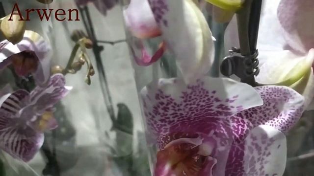 Обзор орхидей NEO FLORA  Воронеж 15 мая 2022 (часть1) смотреть онлайн