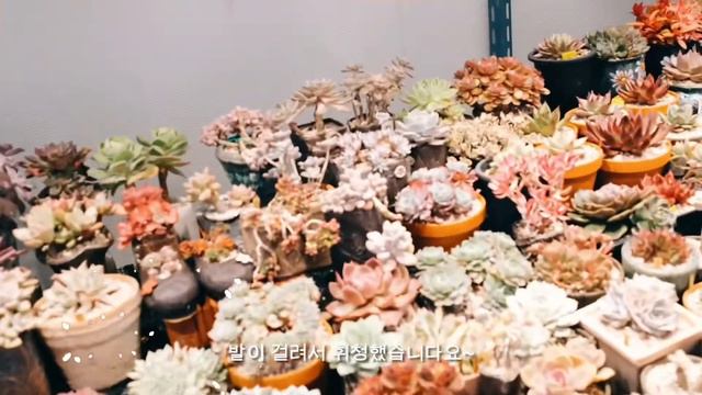 헤이가든 다육하우스 오픈🎉🎊 смотреть онлайн