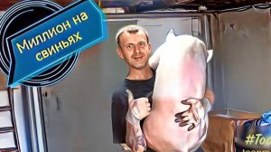 Отправляю поросят гигантов по всей России породы йоркшир и КБ!