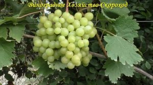 Виноград 2023. Красавчик - прозрачный товарный мускат