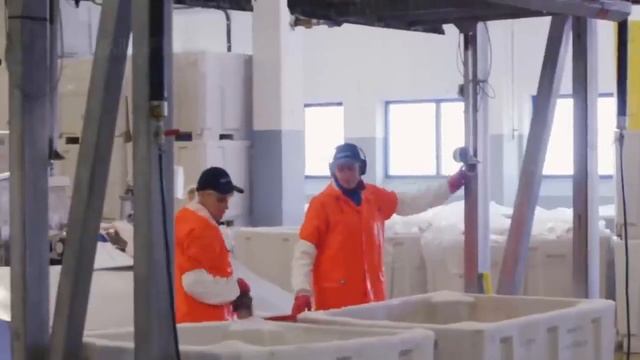 рыболовное судно на треску - переработка соленой трески на заводе - поймать сотни тонн трески