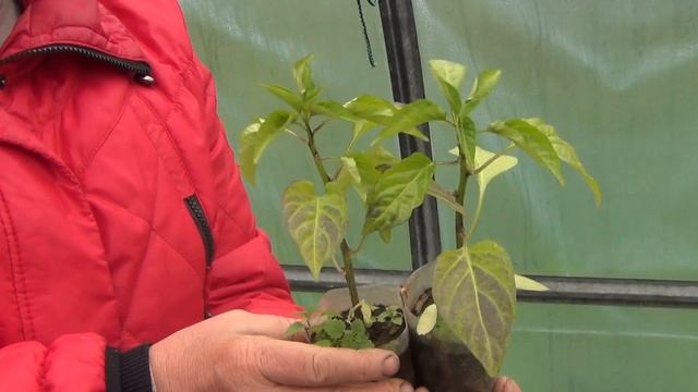 Подмёрзшая рассада и её защита от солнца. смотреть онлайн