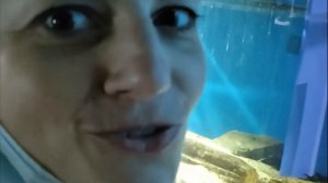 Как Увидеть Касаток в Москвариуме?  Касатки, Акулы, Дельфины! В  Океанариум Москвариум С Детьми!