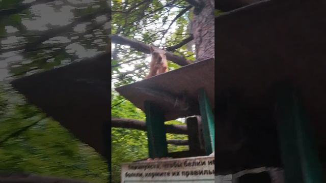 Белочка из Солдатёнковского парка #белка #squirrel #animals #белочка #бельчонок #животные #милота