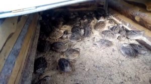 Перепела на улице летом