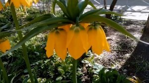 Рябчик императорский.  Красивый,  необычный цветок. Краткое описание.