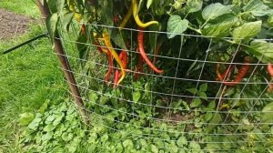 Острые перцы! Обзор двух сортов. Красный Толстяк & Бараний Рог.