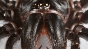 Сиднейский воронковый паук.Смертельно опасный.