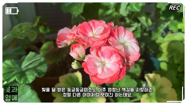 (제라늄#70)_🌷4K_주간제라늄 1. 둥글둥글미소(꽃님, 밝은미소님), 2. 봄날앤(꽃님, 따뜻한봄날님)한국제라늄(Geranium), 펠라고늄(Pelargonium)🌱유럽제라늄 смотреть онлайн