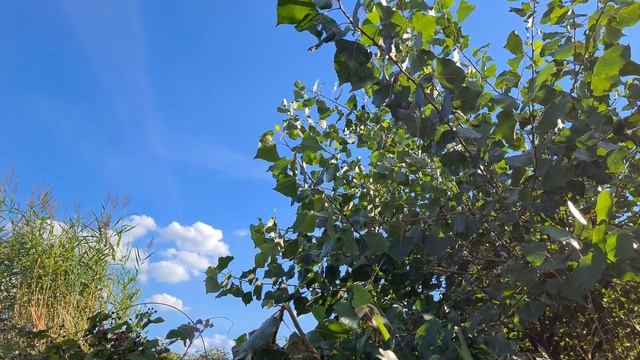 Расслабляющая видео заставка - рыбалка на Рейне. Рыбалка на судака в Германии. 4К видео смотреть онлайн