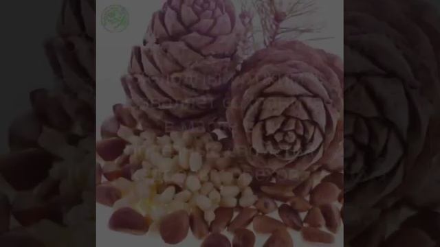 Кедровое масло смотреть онлайн