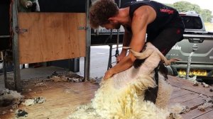 SHEARING THE WORLD'S CUTEST SHEEP - Swiss Valais Blacknose