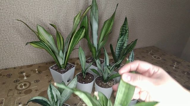 Сансевиерия Муншайн вариегатность  и ее мутации.