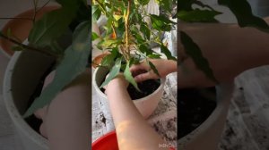 Пересадка гибискус Купера