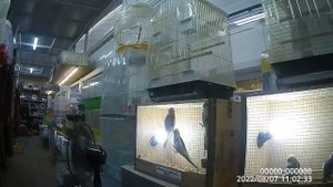 Птичий рынок в Самаре 2022 | Поход на "Птичку" | Сдал самок Цихлазомы Чернополосой