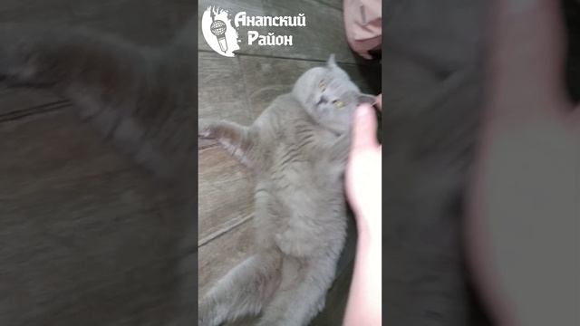 Анапский кошара 2