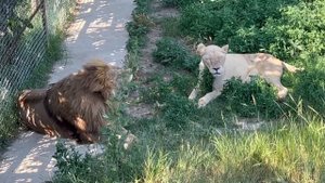 В гости ко львам - запросто! Олег Зубков пришел к мариупольскому льву, а его нет дома! Тайган