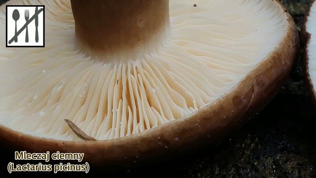 Porównanie: Mleczaj ciemny (Lactarius picinus) vs. Mleczaj przydymiony (Lactarius lignyotus) смотреть онлайн