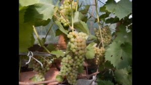 ВИНОГРАД ИЛЬЯ -ГФ ФОТО И ОПИСАНИЕ