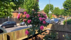 Розы в саду 2023. Обзор розы Леонардо да Винчи на штамбе. Красивая роза в саду. LEONARDO DA VINCI.