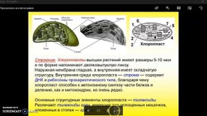 Строение и функции хлоропласта